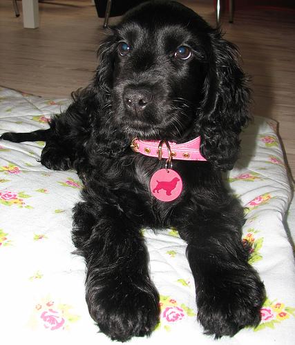 A cocker spaniel from Fenwick Spaniels